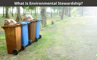 Home 1 What Is Environmental Stewardship?